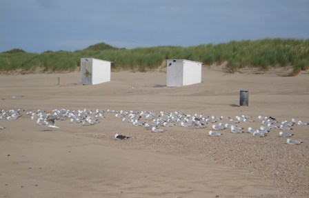 strand4.jpg